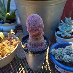 Cactus Arcoiris 