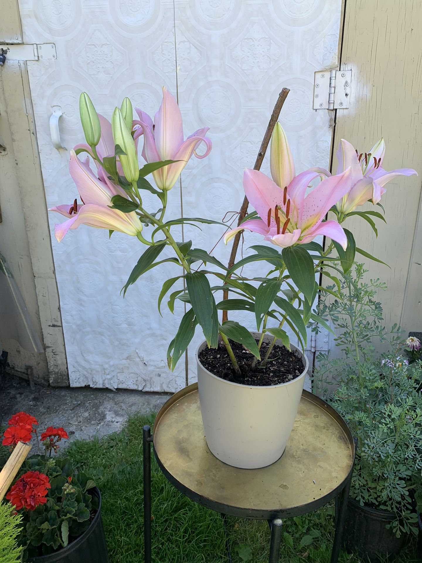 Outdoor Plant