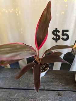 Cordyline Plant