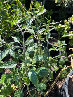 Plants