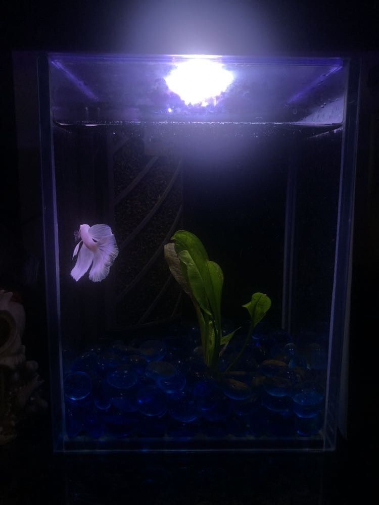 Fish Tank