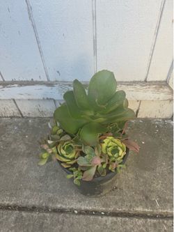 Potted succulent