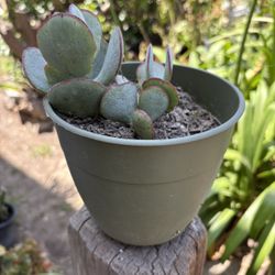 Beautiful succulent