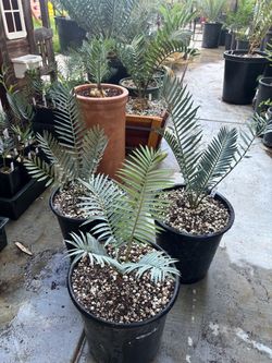 Encephalartos cerinus x horridus blue cycads