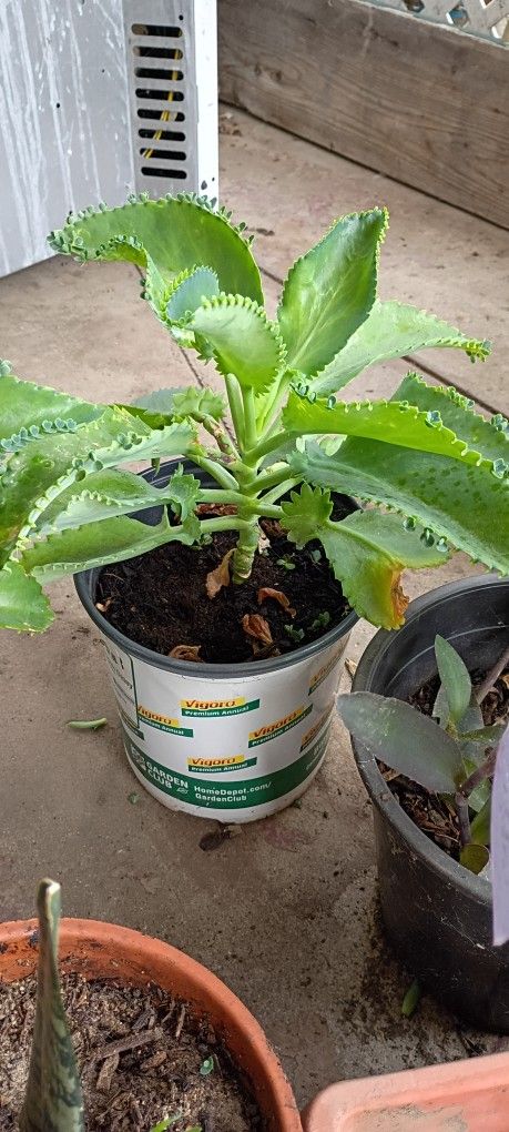 Kalanchoe O Mala Madre 