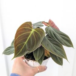 Philodendron El Choco Red Plant 4" Pot - Indoor House Plants 
