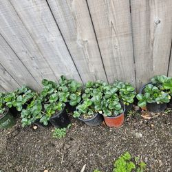 Plantas De Fresa Pido 