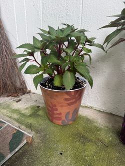 Sun patient plant in fall container