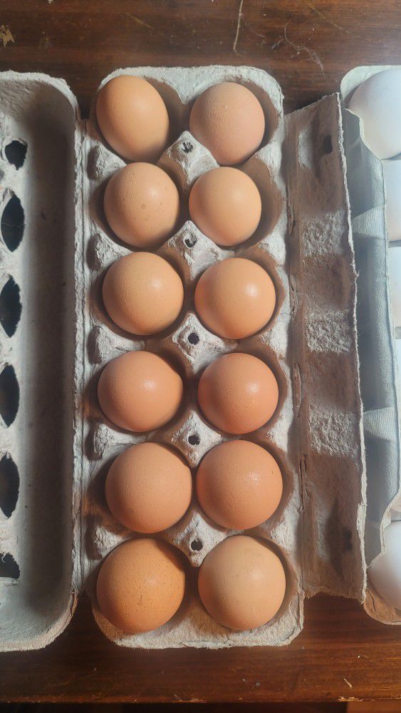 Fresh Chicken Eggs From Happy Free Range Chickens