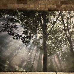 IKEA Premiar CRESCENDO OF LIGHT Trees Forest Canopy CANVAS 