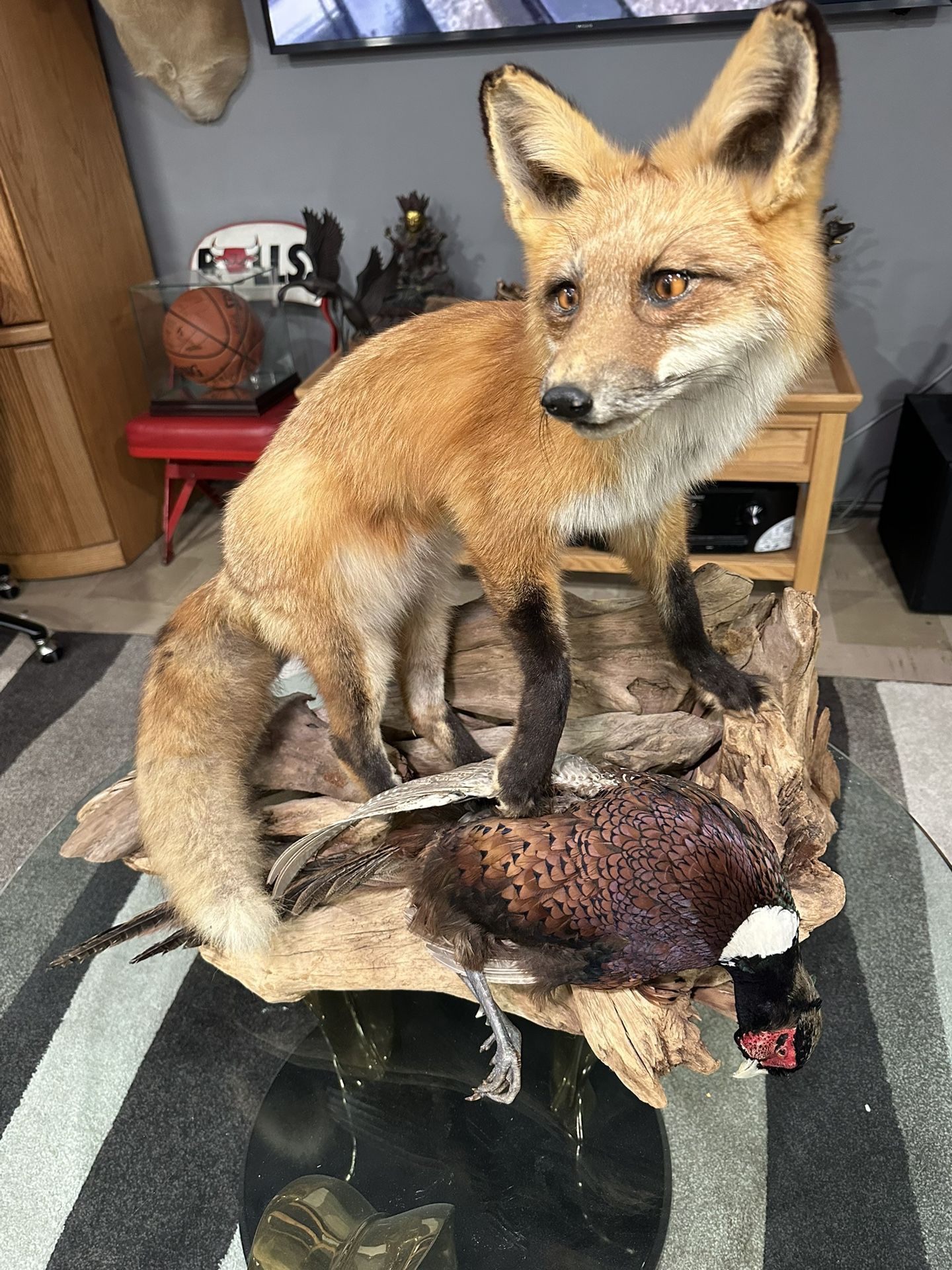 Fox Holding Pheasant