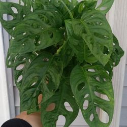 Monstera Swiss Cheese