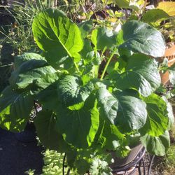 Broccoli Raab And More