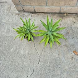 Agave 