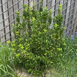Boxwood-like shrub ($20 OBO)