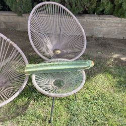 23 Inch Peruvian Apple Cactus cutting