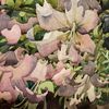 Debra Knezic