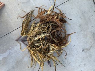 Home or Christmas holiday decor tree stems picks twigs feathers