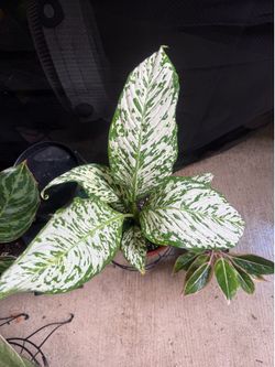Dieffenbachia 'White Etna'.
