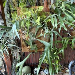 Large “Hula Hands “  Staghorn Fern Mounted On Redwood 