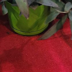 House Plant