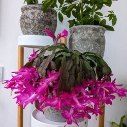 Rare purple Dancer Christmas cactus plant starter/ indoor plant/ house plant/ flower patio garden
