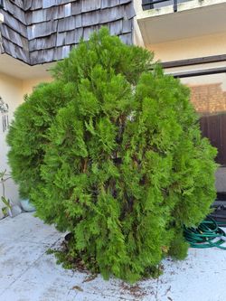 FREE: Large 7ft Woodward Globe Arborvitae (In Pot / You Haul)