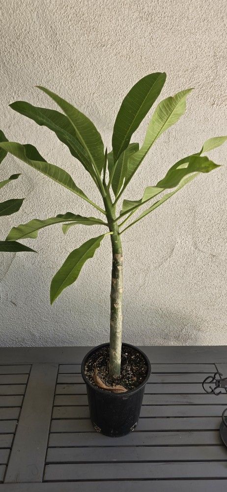 Plumeria Hawaiian Flower Plant Beautiful