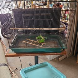 Bird Cage