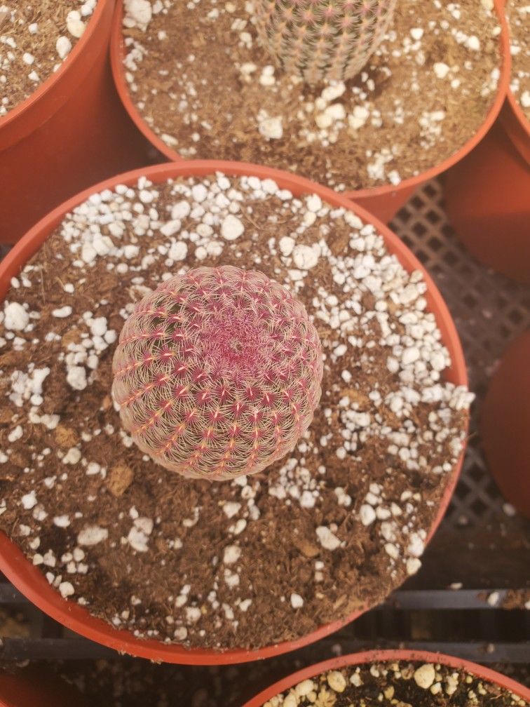 Rainbow Cactus