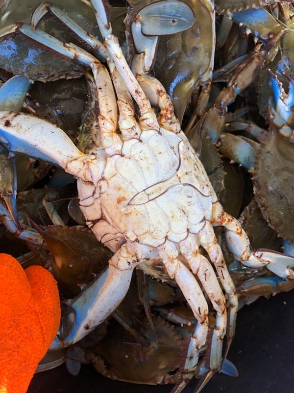 Big Jimmy Crabs for Sale in Norfolk, VA OfferUp