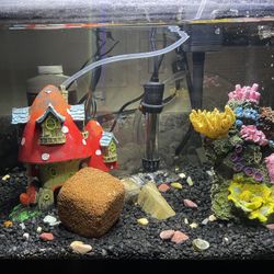 Complete Fish Tank Set Up