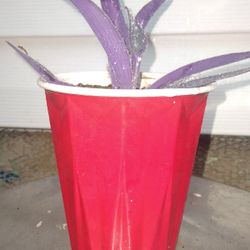 Purple Queen Plants 
