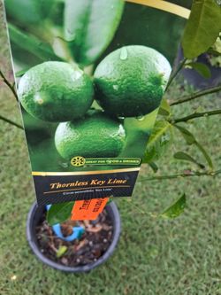 Key lime     $60