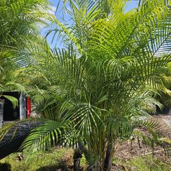 Huge Arecas Over 7 To 8 Feet Tall Instant Privacy Hedge For Fence 