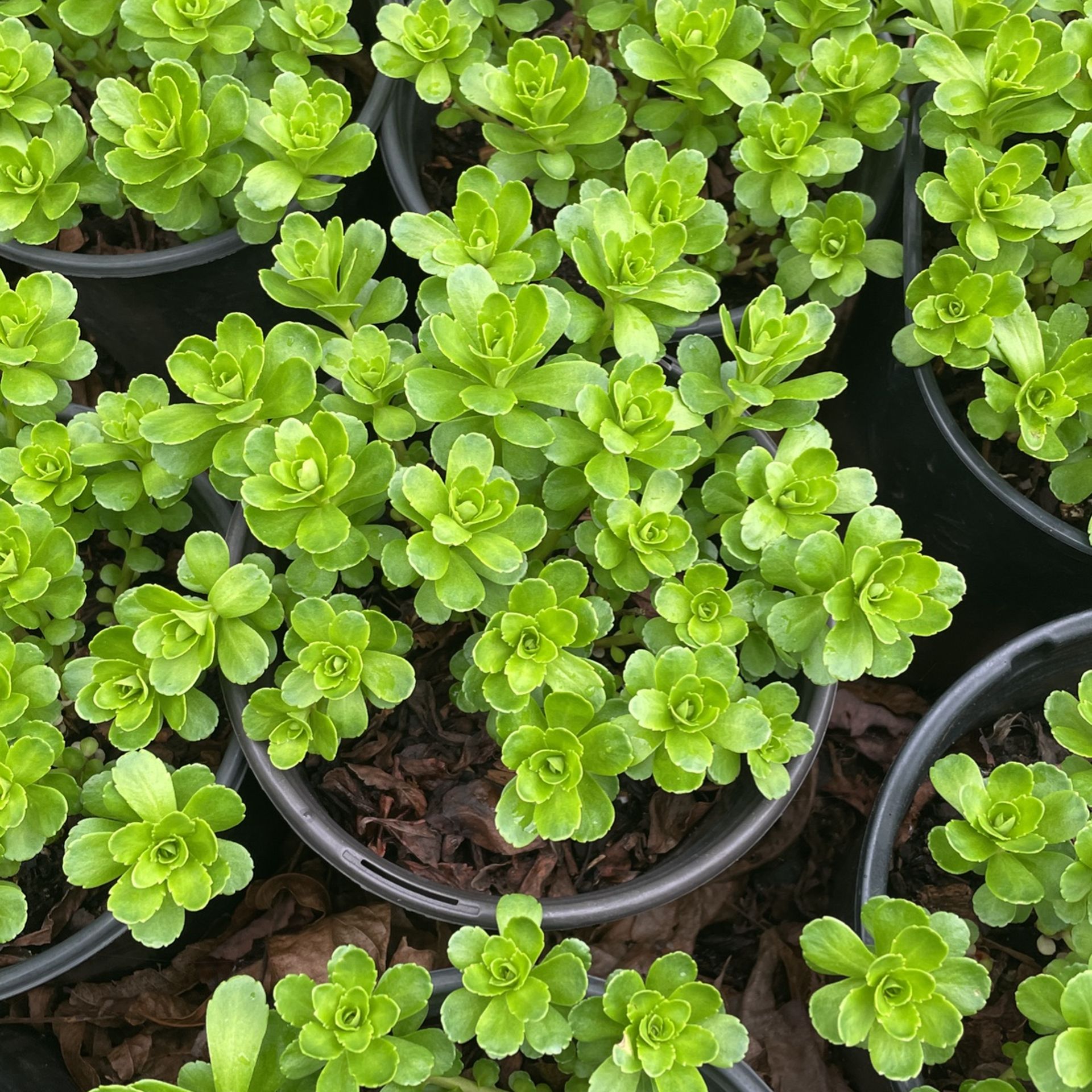 Sedum Yellow Flower Plant