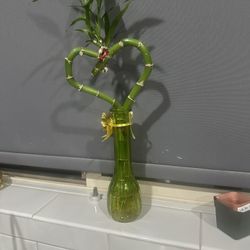 Heart shaped live bamboo plant