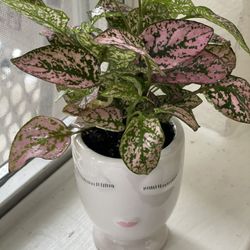 Decor Natural Plant