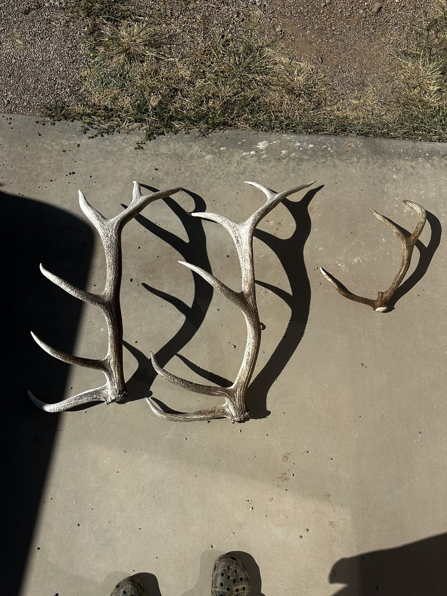 Elk Sheds, 2 Montana, 1 Arizona