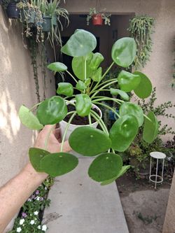Pilea Peperomioides "Chinese Money" Plant $15