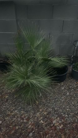 Palms