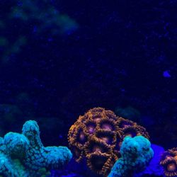 Saltwater Coral Decorations Starting At $10
