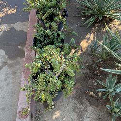 Elephant Food Plants $30