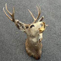 Damaged Deer Mount