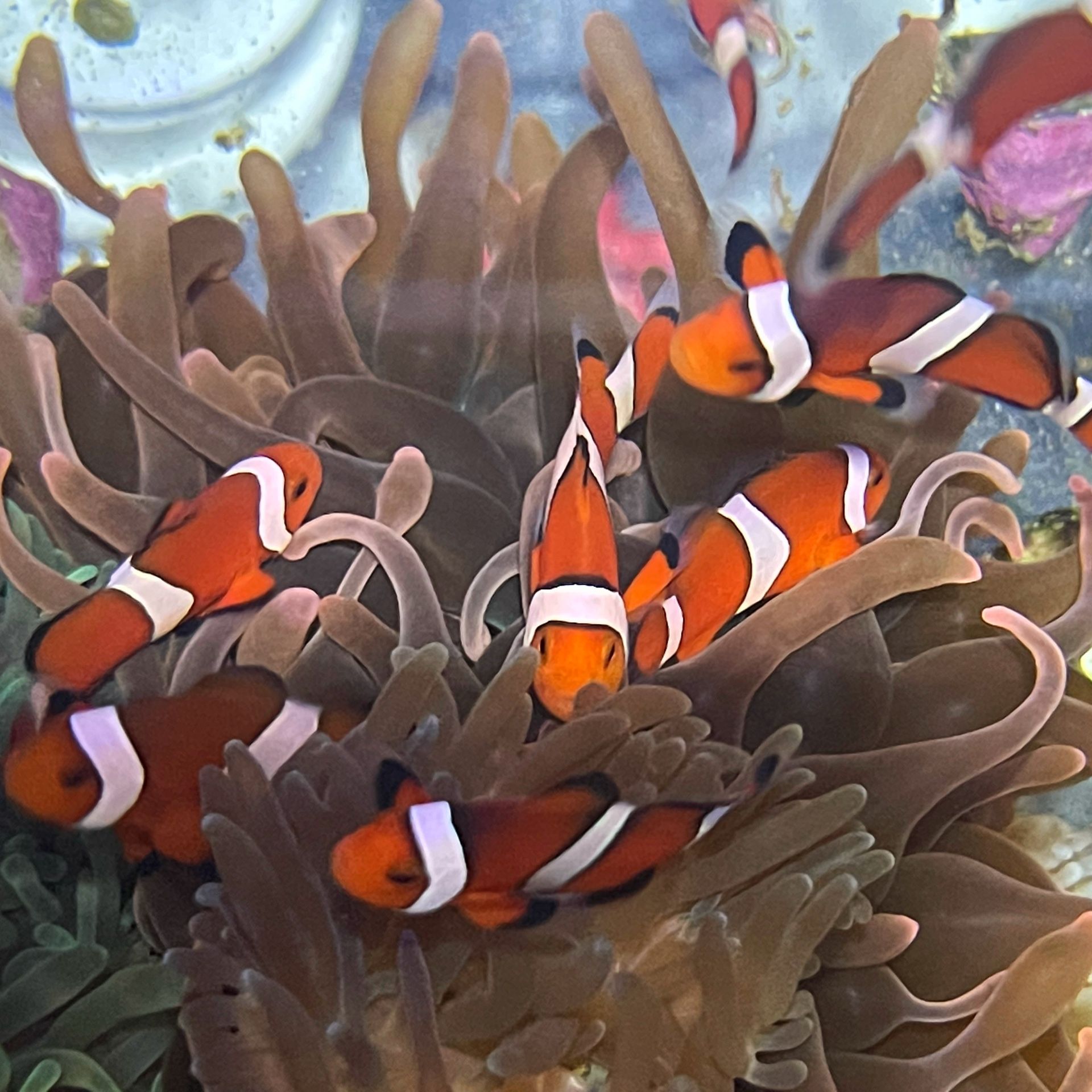 Reef Aquarium for Sale in Compton, CA OfferUp