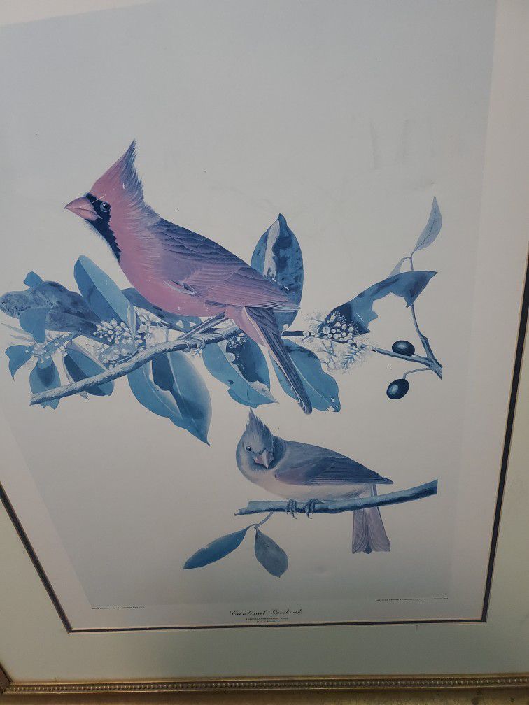 Vintage Print Of A Cardinal --Very Large Print In Frame