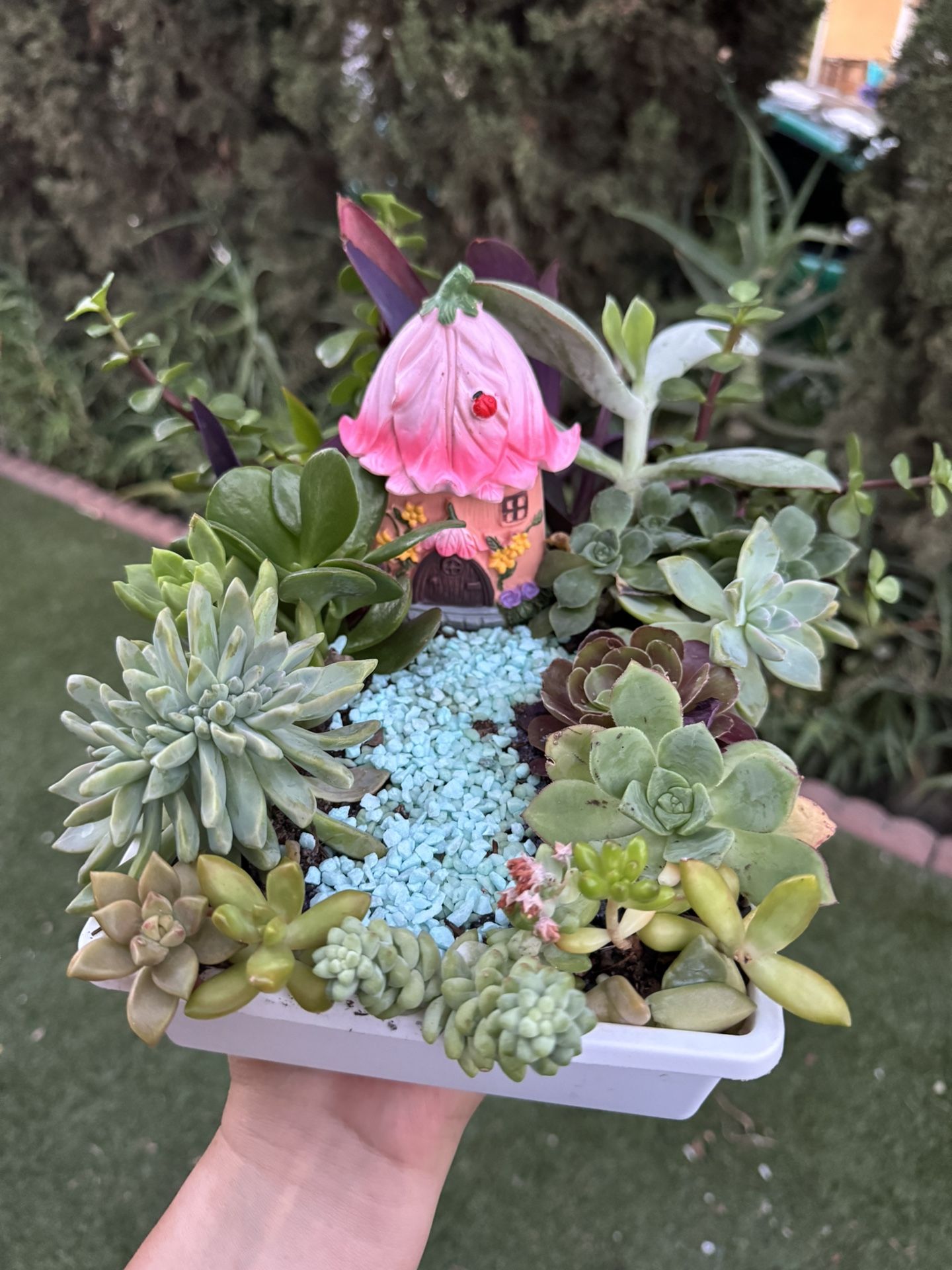 Cute Succulents Garden