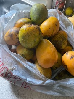$10 bag full of small mangos
