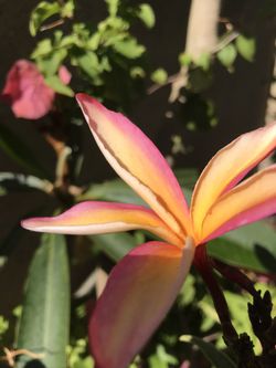 Plumeria
