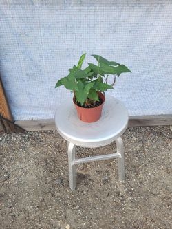 Syngonium Plant 6" Nursery Pot